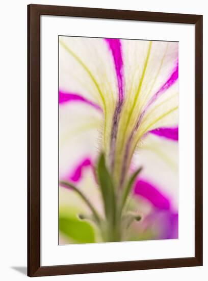 Petunia flower viewed from below-Adam Jones-Framed Photographic Print