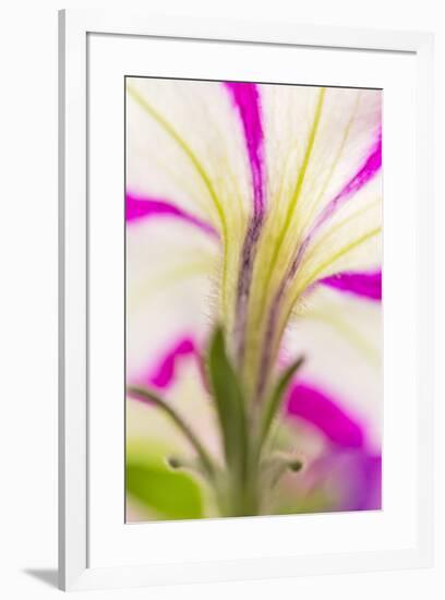 Petunia flower viewed from below-Adam Jones-Framed Photographic Print