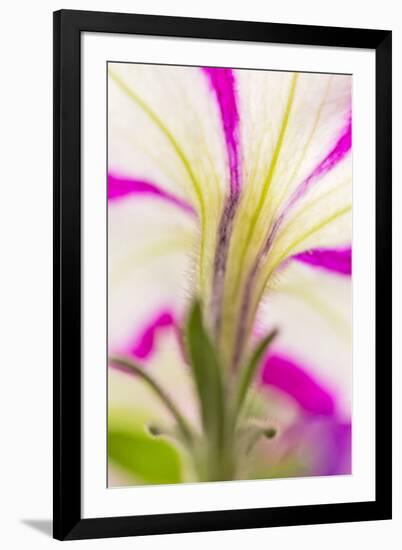 Petunia flower viewed from below-Adam Jones-Framed Photographic Print