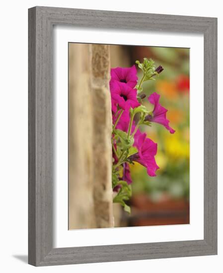 Petunia Flowers on Wall, Tuscany, Italy-Adam Jones-Framed Photographic Print