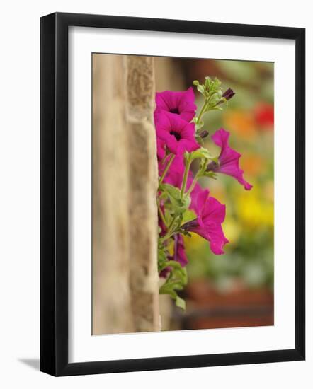 Petunia Flowers on Wall, Tuscany, Italy-Adam Jones-Framed Photographic Print