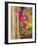 Petunia Flowers on Wall, Tuscany, Italy-Adam Jones-Framed Photographic Print