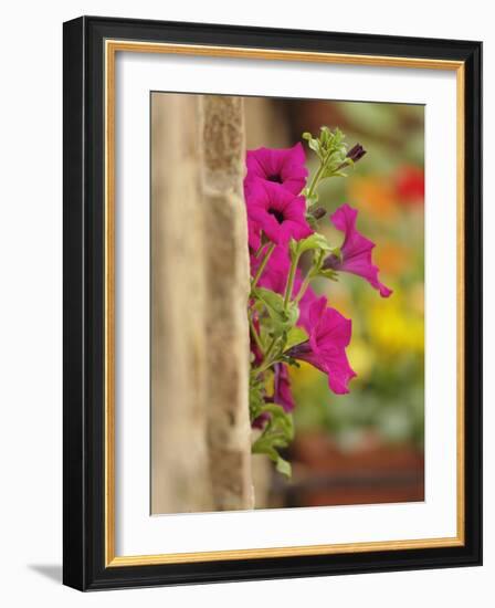 Petunia Flowers on Wall, Tuscany, Italy-Adam Jones-Framed Photographic Print