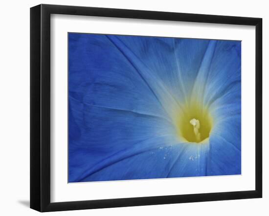 Petunia in Garden in Willow Springs, North Carolina-Melissa Southern-Framed Photographic Print