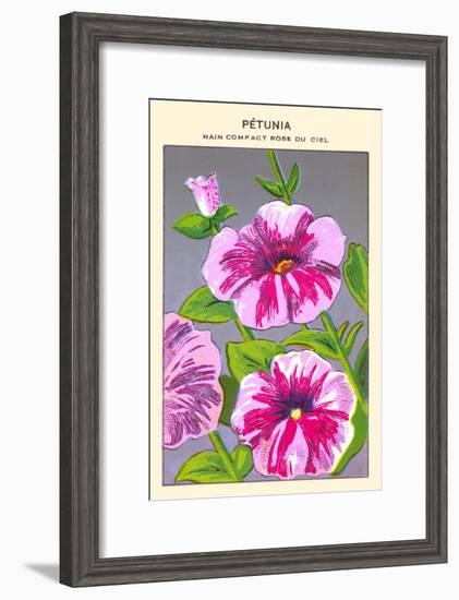 Petunia Nain Compact Rose Du Ciel-null-Framed Art Print