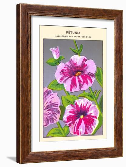 Petunia Nain Compact Rose Du Ciel-null-Framed Art Print