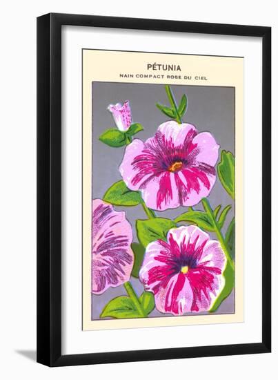 Petunia Nain Compact Rose Du Ciel-null-Framed Art Print