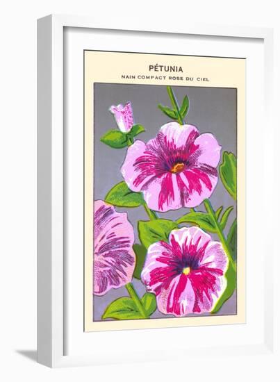 Petunia Nain Compact Rose Du Ciel-null-Framed Art Print