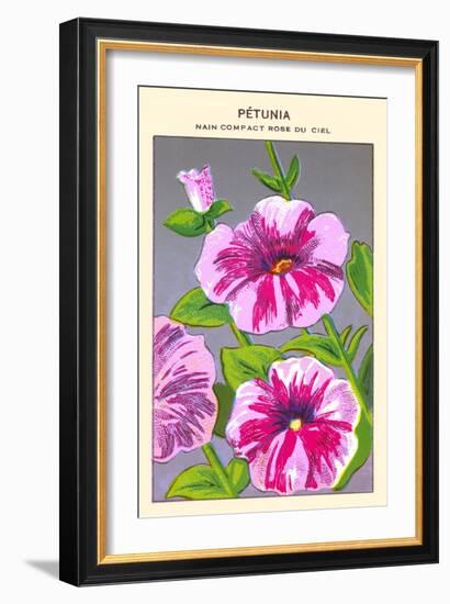 Petunia Nain Compact Rose Du Ciel-null-Framed Art Print