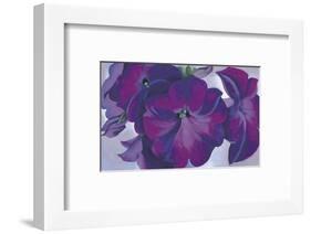 Petunias, c.1925-Georgia O'Keeffe-Framed Art Print