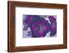 Petunias, c.1925-Georgia O'Keeffe-Framed Art Print