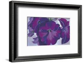 Petunias, c.1925-Georgia O'Keeffe-Framed Art Print