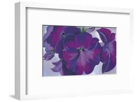 Petunias, c.1925-Georgia O'Keeffe-Framed Art Print