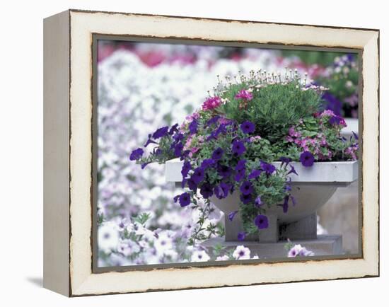 Petunias in Flower Planter-Adam Jones-Framed Premier Image Canvas