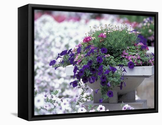 Petunias in Flower Planter-Adam Jones-Framed Premier Image Canvas