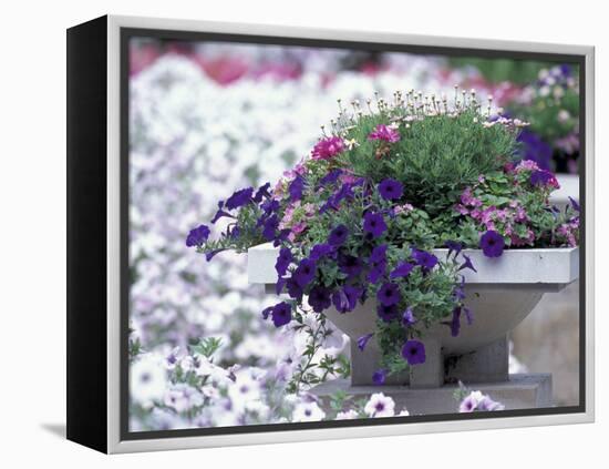 Petunias in Flower Planter-Adam Jones-Framed Premier Image Canvas