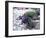 Petunias in Flower Planter-Adam Jones-Framed Photographic Print