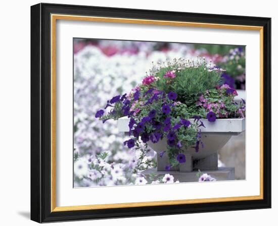 Petunias in Flower Planter-Adam Jones-Framed Photographic Print