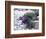 Petunias in Flower Planter-Adam Jones-Framed Photographic Print