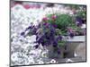 Petunias in Flower Planter-Adam Jones-Mounted Photographic Print