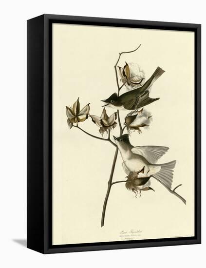 Pewit Flycatcher-null-Framed Premier Image Canvas