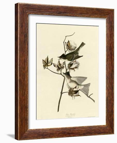 Pewit Flycatcher-null-Framed Giclee Print