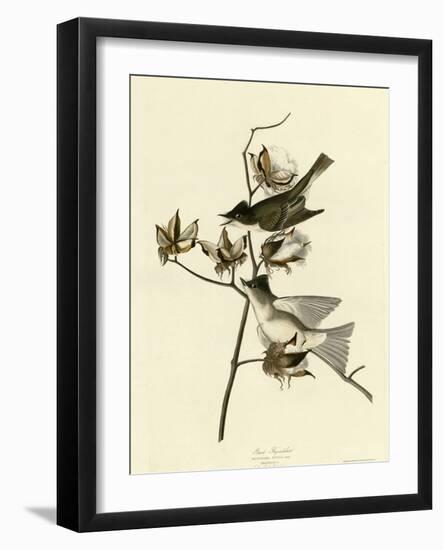 Pewit Flycatcher-null-Framed Giclee Print