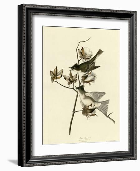 Pewit Flycatcher-null-Framed Giclee Print