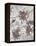 Pewter Petals 1-Jurgen Gottschlag-Framed Stretched Canvas