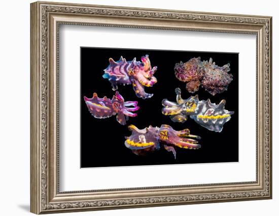 Pfeffer's flamboyant cuttlefish composite image, Indo-Pacific-Georgette Douwma-Framed Photographic Print