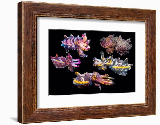 Pfeffer's flamboyant cuttlefish composite image, Indo-Pacific-Georgette Douwma-Framed Photographic Print