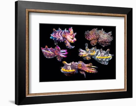 Pfeffer's flamboyant cuttlefish composite image, Indo-Pacific-Georgette Douwma-Framed Photographic Print