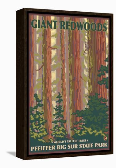 Pfeiffer Big Sur State Park, California - Giant Redwoods-Lantern Press-Framed Stretched Canvas