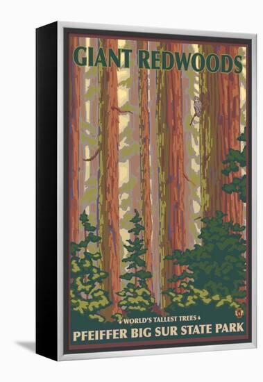 Pfeiffer Big Sur State Park, California - Giant Redwoods-Lantern Press-Framed Stretched Canvas