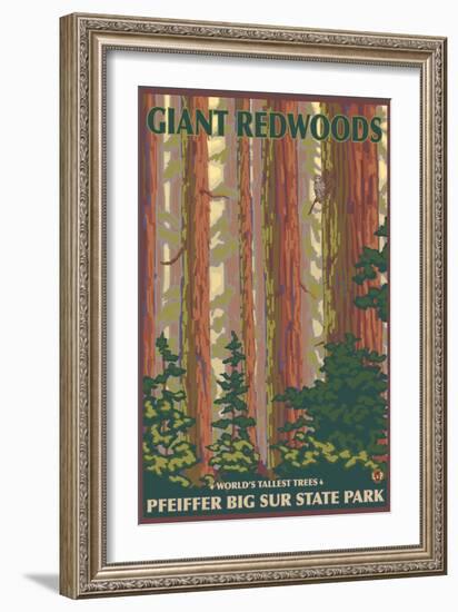 Pfeiffer Big Sur State Park, California - Giant Redwoods-Lantern Press-Framed Art Print