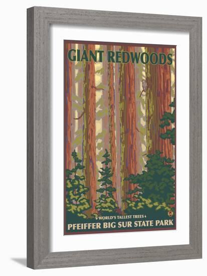 Pfeiffer Big Sur State Park, California - Giant Redwoods-Lantern Press-Framed Art Print