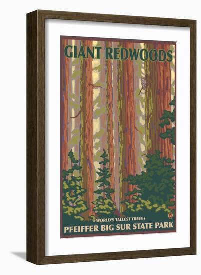 Pfeiffer Big Sur State Park, California - Giant Redwoods-Lantern Press-Framed Art Print