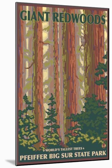 Pfeiffer Big Sur State Park, California - Giant Redwoods-Lantern Press-Mounted Art Print
