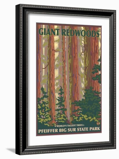 Pfeiffer Big Sur State Park, California - Giant Redwoods-Lantern Press-Framed Art Print