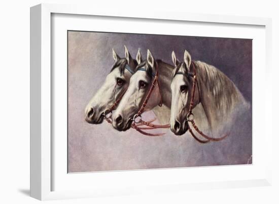 Pferd, Drei Schimmel Aus Dem Seitenprofil Mit Geschirr-null-Framed Giclee Print