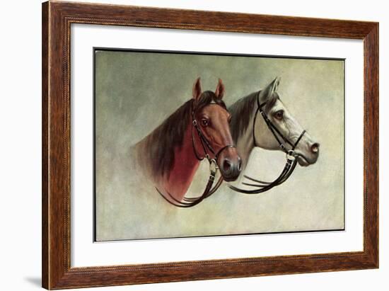 Pferd, Schwarzes Und Weißes Pferd Mit Geschirr, Schimmel-null-Framed Giclee Print