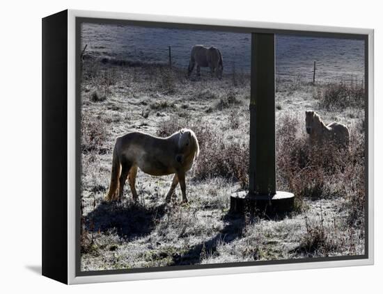 Pferde Im Winterfell Grasen Auf Einer Raureifueberzogenen Weide Am Titisee-Winfried Rothermel-Framed Premier Image Canvas