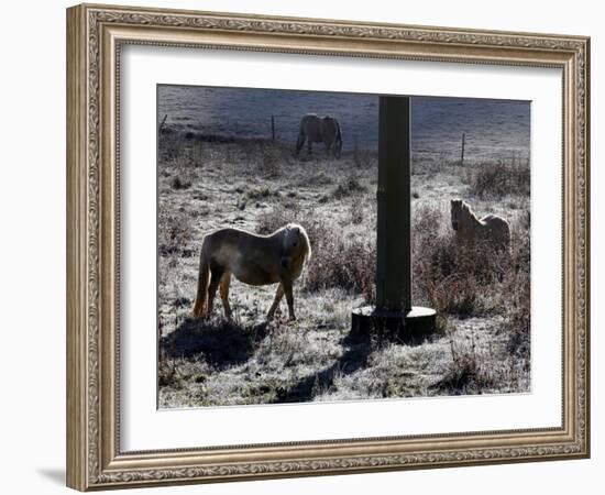 Pferde Im Winterfell Grasen Auf Einer Raureifueberzogenen Weide Am Titisee-Winfried Rothermel-Framed Photographic Print