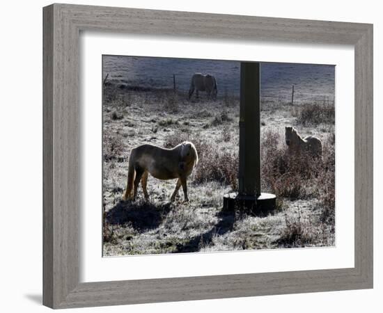 Pferde Im Winterfell Grasen Auf Einer Raureifueberzogenen Weide Am Titisee-Winfried Rothermel-Framed Photographic Print
