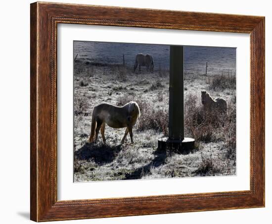 Pferde Im Winterfell Grasen Auf Einer Raureifueberzogenen Weide Am Titisee-Winfried Rothermel-Framed Photographic Print