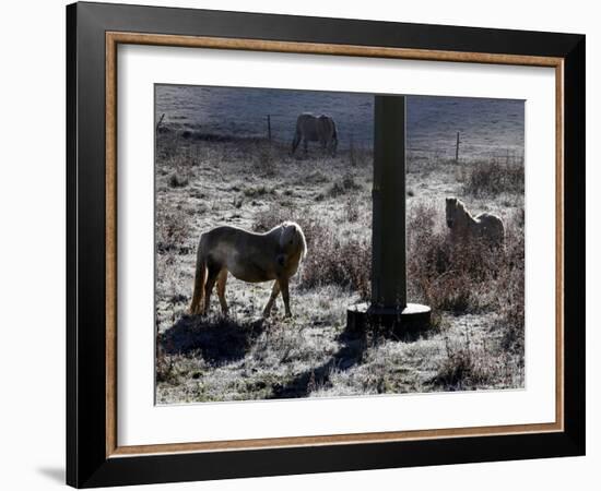 Pferde Im Winterfell Grasen Auf Einer Raureifueberzogenen Weide Am Titisee-Winfried Rothermel-Framed Photographic Print