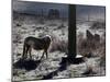 Pferde Im Winterfell Grasen Auf Einer Raureifueberzogenen Weide Am Titisee-Winfried Rothermel-Mounted Photographic Print