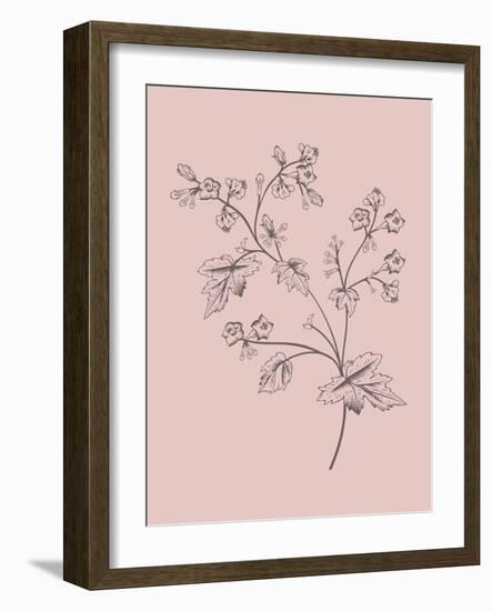 Phacelia Blush Pink Flower-Jasmine Woods-Framed Art Print