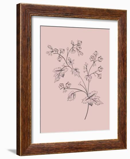 Phacelia Blush Pink Flower-Jasmine Woods-Framed Art Print