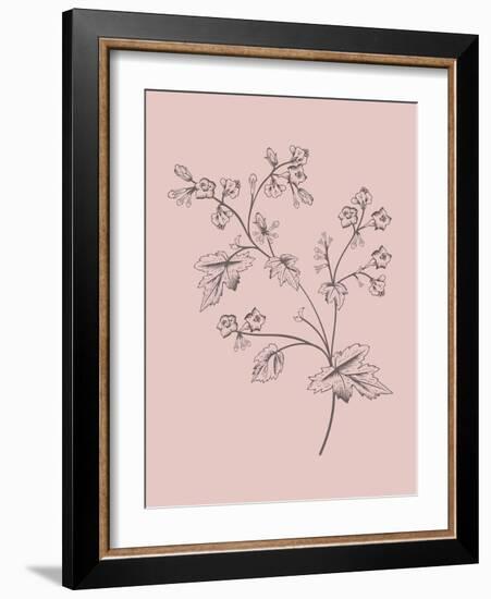 Phacelia Blush Pink Flower-Jasmine Woods-Framed Art Print